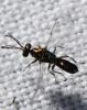 Dicladocerus sp.